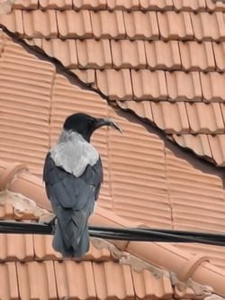 Bu karga türünü İstanbul Sarıyer'de evimin yakınında bir kaç defadır görüyorum. Gagasının uzunluğu dikkatimi çekiyor. Türünü öğrenebilir miyim?