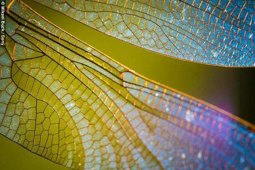 Cordulegaster boltonii kanadının makro çekimi.