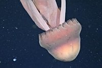 Giant phantom jellyfish with 30ft tentacles caught on video in rare sighting