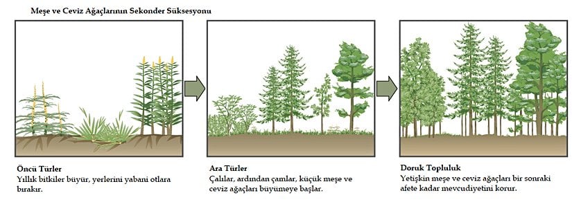 Şekil 19.4.15: Bir orman yangınından sonra bir meşe ve ceviz ormanında görülen ikincil süksesyon. Aynı bölge, üç ayrı zaman.