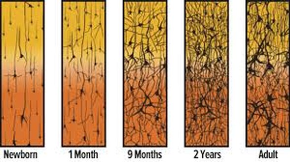 Synaptic Pruning diye bilinen sinaptik bağlantıların azalmasını açıklayan süreç