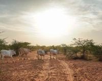 Senegal records 17 deaths from RVF