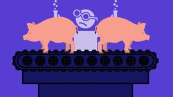 Domuz Embriyosunda İnsanlaştırılmış Böbrekler Yetiştirildi!