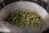 Trump says his administration looking at reclassifying marijuana