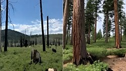 Özel Şirketler Tarafından Yönetilen Ormanlarda Büyük Şiddetli Yangın Riski Daha Fazla!