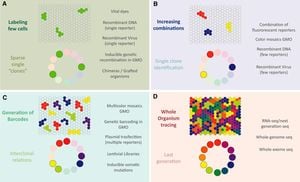 New Insights Into Vertebrate Skeletogenic Cell Development