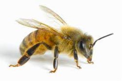 Kıllar istisnasız memelilerde ve tüyler istisnasız kuşlarda varsa diğer canlılardaki çubuklar ne?