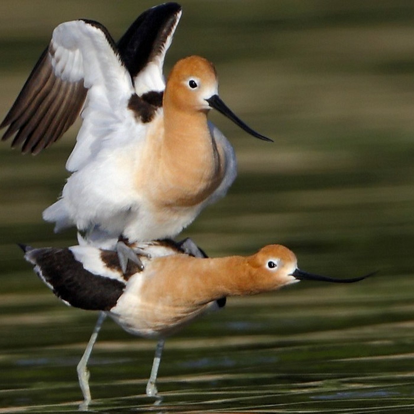 Evrim Ağacı ile Bilime Dair Her Şey!