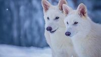 No, dire wolves extinct for 10,000 years are not back. But this is what de-extinction tech could do