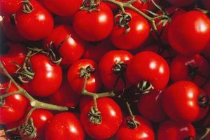 Tomato Recall Issued Across 14 States Due To Salmonella