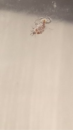 Bu sabah bardağımın üzerinde bir canlı farkettim telefon kameram kalitesiz olduğu için iyi kötü poz almaya çalıştım bu ne olabilir.?