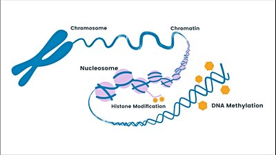 Epigenetik: Genetik Hakkındaki Düşüncelerimizi Değiştirmemiz İçin 100 Neden