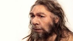 Neandertallere Ne Oldu?