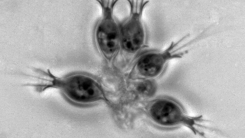 Holobiyont Teorisi: Hayvanların Evrimini Sindirim Kanalı Tetiklemiş Olabilir!