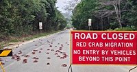 People use garden tools to protect millions of migrating red crabs on Christmas Island