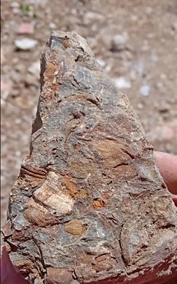 İstanbulda Silüriyen-Devoniyen yaşlı fosiller buldum, sizce bu fosilleri ne yapmalıyım, müzeye bağışlasam alır mı?