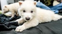 Previously extinct Ice Age dire wolves re-born with biotech: See the adorable pups thrive