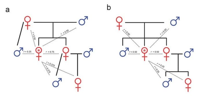 Haplodiploit ve diploit türlerde akrabalık modelleri Dişi bir bireyin (kırmızı yıldızla işaretli) akrabaları ile olan yakınlığını gösteren, annesinin yalnızca bir erkek bireyle (yani dişinin babasıyla) çiftleştiğini varsayarak hazırlanmış (a) haplodiploit ve (b) diploit aile ağaçları. Tekil çiftleşen haplodiploit türlerde dişiler, erkek kardeşlerine göre (r = 0,25) kız kardeşleri ile (r = 0,75) daha yakın akrabadırlar. Ayrıca kendi yeğenlerine olan akrabalık derecesi, haplodiploit dişilerde (r = 0,375, Şekil 1a), diploit dişilere göre (r = 0,25, Şekil 1b) daha fazladır. Ne var ki, pek çok haplodiploit türde (bal arısı da dahil) analar çokkocalıdırlar ve işçilerin çoğunun öz kardeş değil de üvey kız kardeş olduğu yavrular üretirler (r 0,25 ile 0,5 arasında; gerçek değer, ananın çiftleştiği erkek sayısına bağlıdır). Analar çok sayıda erkek ile çiftleştiğinde işçiler, üvey kız kardeşlerinin oğullarındansa (yeğenleri, r 0,125 ile 0,25 arasında) ananın oğullarına (kendilerinin erkek kardeşleri, r = 0,25) daha yakın akrabadırlar. Bu, işçilerin diğer işçileri denetlemeleri ve onların yumurtalarını yok etmeleri için teşvik oluşturur.