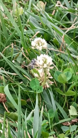 Bu arının türü nedir? Bu arı albino olabilir mi?