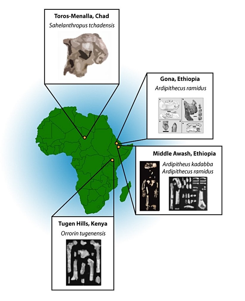 Şekil 1: Harita erken insansıların yaşadıkları bölgeleri ve bazı örneklerin keşfedildiği yerleri gösteriyor.