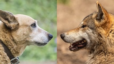 Hayvanlarda Evcilleştirme Sendromu Nedir? Evcilleşen Hayvanlar Nasıl Değişimler Geçirir?