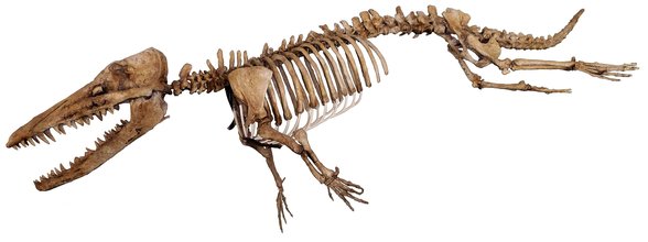 Balinaların atalarından "Ambulocetus"