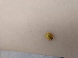 Bu sarı uğur böceği diye adlandırdığım türün bilimsel adı nedir, uğur böceği midir?