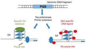 Next-Generation Polyintercalator May Transform Cancer Therapies