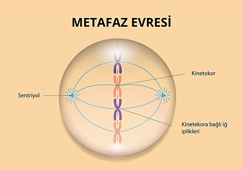 Metafaz Evresi
