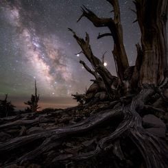  Galaxy and Planets Beyond Bristlecone Pines 