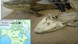 Evrim, evrim teorisi ve bunların doğrulamaları üzerine