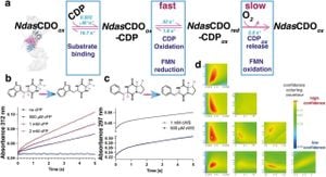 Researchers Uncover Unique Filamentous Enzyme For Cyclic Dipeptide Oxidation