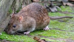 Lağım faresi / Norveç sıçanı, kanalizasyonda yaşadığı için evriminde yüzgeçler ve daha rahat yüzebilmesi için iyi bir kuyruğa sahip olabilir mi?