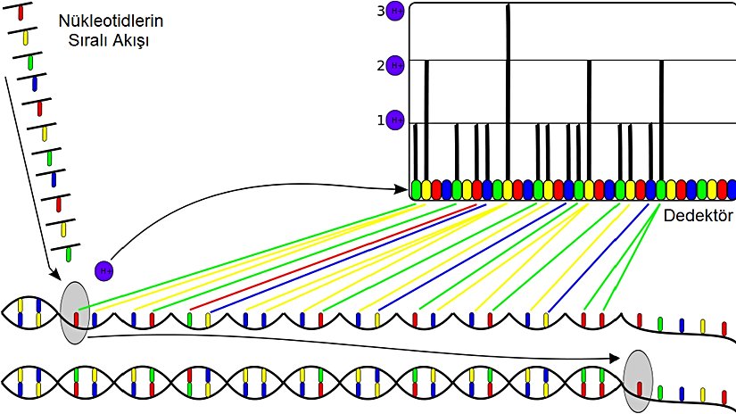 Açığa çıkan hidrojen iyonları, bir iyon sensörü tarafından tespit edilir.