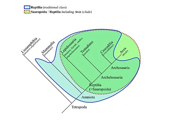 Bakın, mavi ile çizilen alan geleneksel sınıflandırma. Mantıksız bir şekilde en son evrimleşen kuşlar dalını dışarıda bırakıyor. Fakat Huxley’in önerdiği noktalı (Sauropsida) grubu soru işareti bırakmıyor! Üstelik monofiletik bir hale getiriyor!