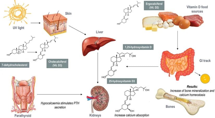 D vitamini metabolizması.