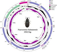 Analysis of the mitochondrial genome of Neuroctenus hainanensis and the phylogenetic position of Aradoidea - Scientific Reports