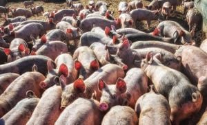 Thailand Intensifies Measures Against African Swine Fever Threat