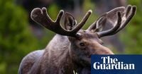 Thursday news quiz: train names, banned games and a problematic moose