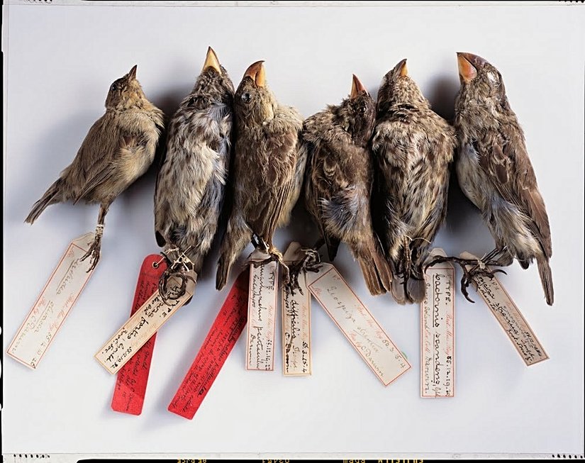 Darwin'in doğal seçilimi keşfetmesinde büyük rol oynayan ispinozlar...