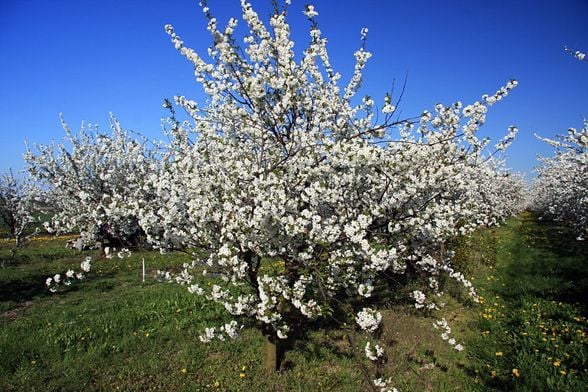 Prunus cerasus ağacı