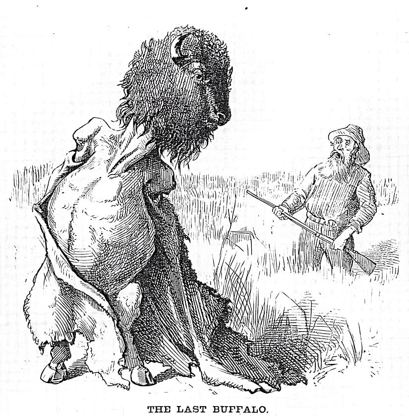 Thomas Nast, "The Last Buffalo" (Son Bizon).