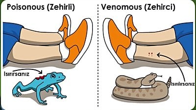 Zehrin Farklı Olguları: 
