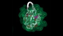 Moleküllerle İşleyen Canlı Sistemler