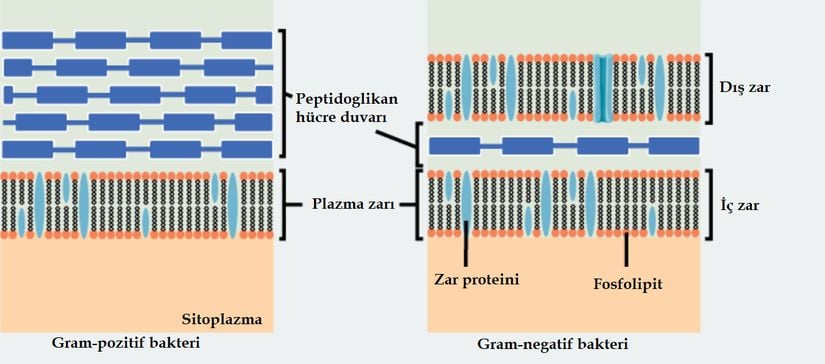 Bakteriler, Gram-pozitif ve gram negatif olmak üzere iki ana gruba ayrılmaktadır. İki grup da peptidoglikandan oluşan bir hücre duvarına sahiptir. Gram-pozitif bakterilerde duvar kalın olup Gram-negatif bakterilerde incedir. Ayrıca Gram-negatif bakterilerin hücre duvarı, dış zarla çevrilidir.