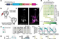 Uykunun İlk Yarısında Beyin Bağlantıları Sıfırlanıyor Olabilir!