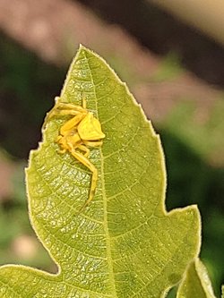 Fotoğrafta yer alan canlının türü nedir?