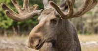 Sweden's 'Great Moose Migration' is taking off. Here's what it is and how to watch