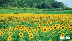 Vietnam Shines With Sunflower Festivals And Ambitious Power Initiatives