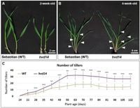 Strigolactone insensitivity affects the hormonal homeostasis in barley - Scientific Reports